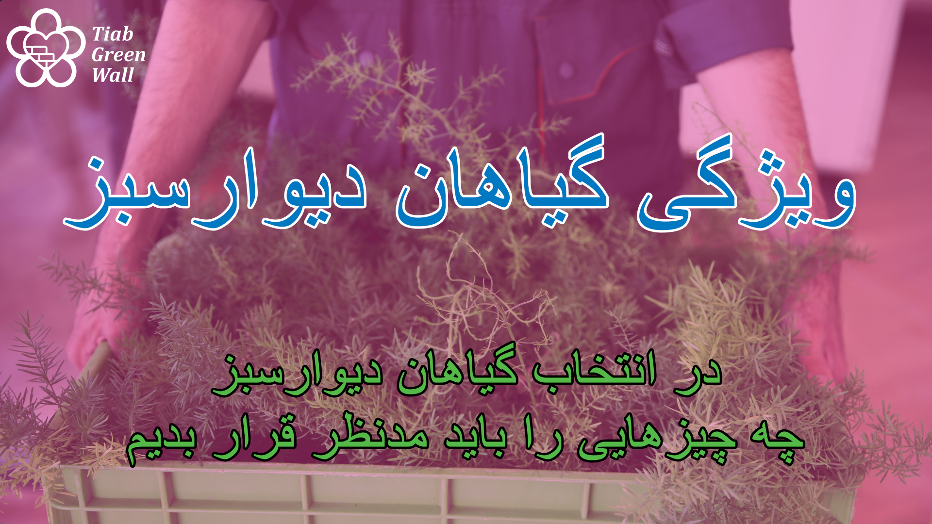 گیاهان دیوارسبز